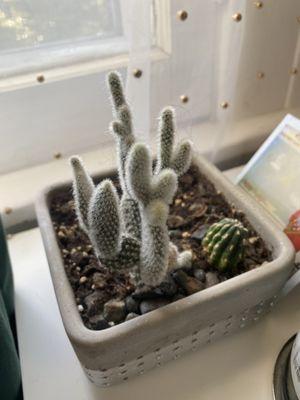 Cacti plant bar