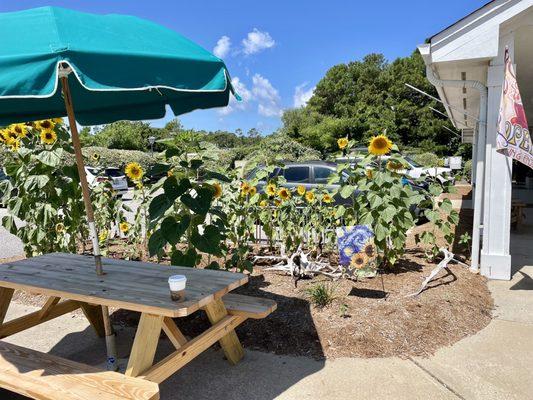 Couple picnic benches outside shop to enjoy beautiful sunflower garden, plenty of lot parking in uncrowded less busy location