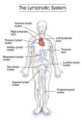 The lymphatic system