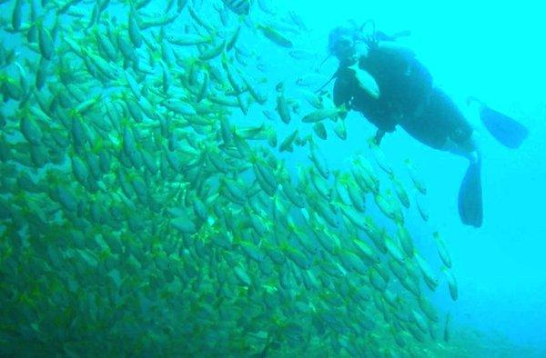 From my trip to Thailand. Me in a school of yellow snappers. :)