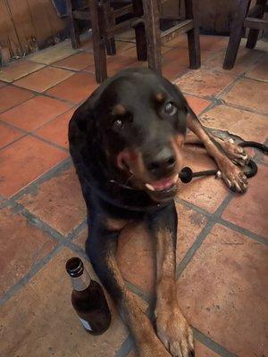 Rottweiler on the patio.