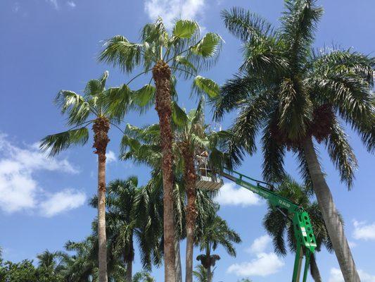 Trimming Washingtonian palm trees in Boca Raton.