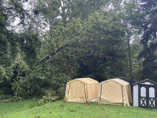 Tree fell after hard rain and came to rest on another tree in a dangerous position.