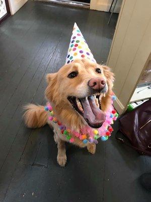 Birthday party time at Barks on Bauer! CJ loves birthday cake and, as you can see, gets pretty excited when there's a party.