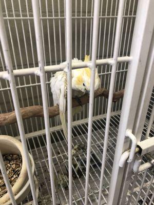 Sickly Cockatoo