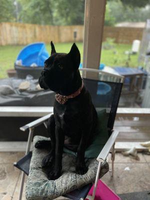 Cane Corso pup Magnolia Grace (Maggie)