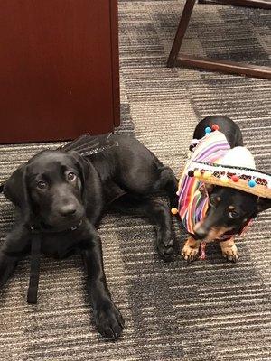 Olive and Payton- Our Office pet ambassadors