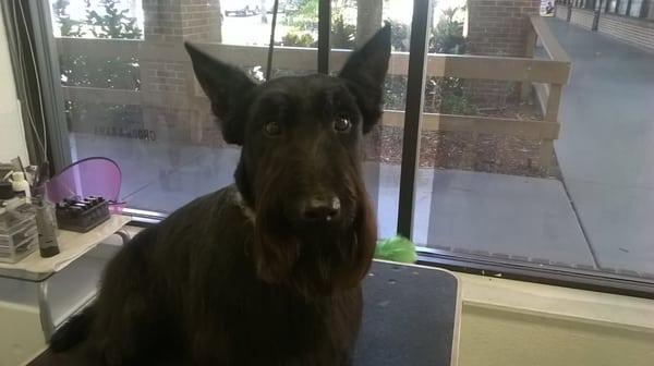 Cooper the Scottie looking very distinguished after his groom.