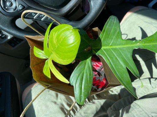 I bought a philodendron Florida green beauty and  a begonia rex.