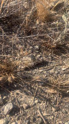 Naked buckwheat