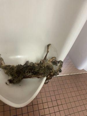 Dead animal in the stall unbelievable