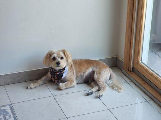 Chewbaca aka Chewy styling his haircut by Cheryl @ Amy's Pet Palace