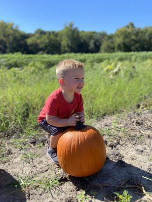 Pumpkin Patch