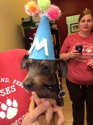 The staff at Acosta holding an impromptu birthday party for a daycare puppy.