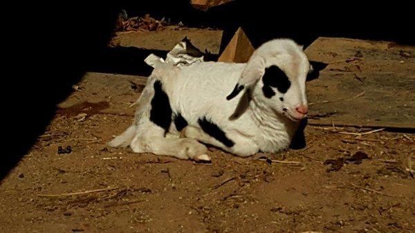 Very sweet, friendly baby lamb.