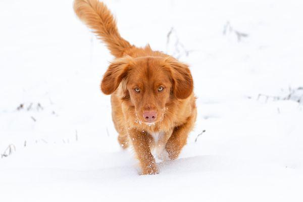 Muck doesn't mind the snow!