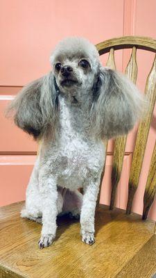 Toy Poodle Groom