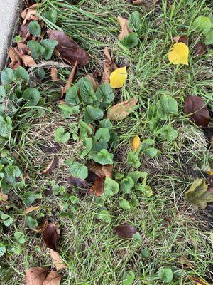 Lawn violets in the treated area