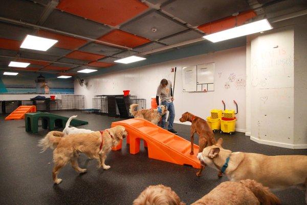 Certified canine coaches in rooms at all times!