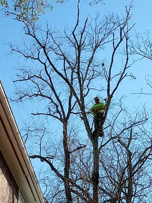 Dangerous tree service