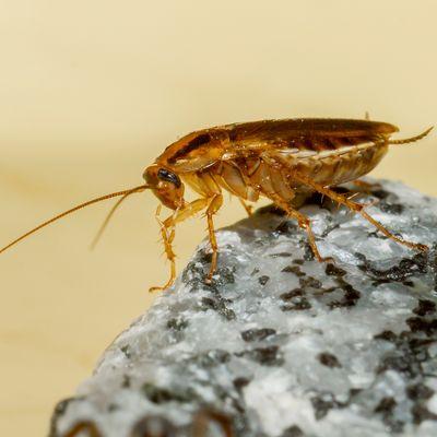 Miche Pest Control provides Cockroach Control in Rockville Maryland