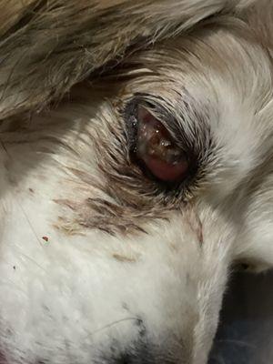 Diseased eye healing from infection, losing eye lens.