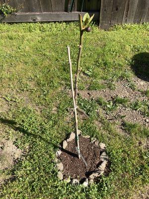 Planted the dwarf fig tree less than 6 weeks ago.