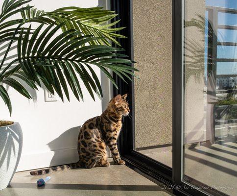 Jagger, the Bengal