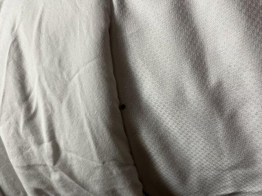 bed bug or tick.