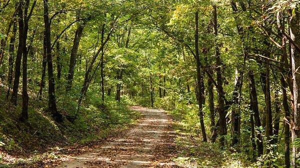 Go off-road to the summit of Baird Mountain on an exclusive Branson tour with Pink® Jeep® Tours.