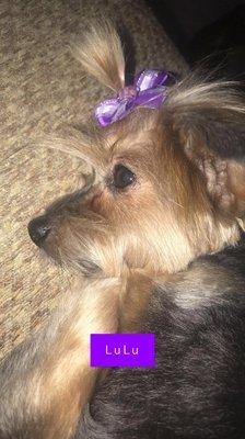 My yorkie LuLu happy and relaxing after her grooming appointment