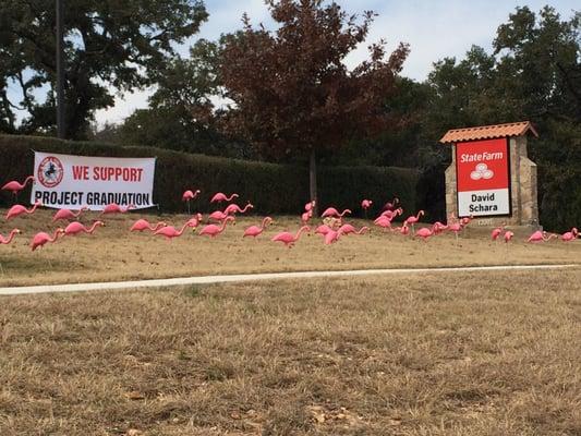 Flocked for Project Graduation