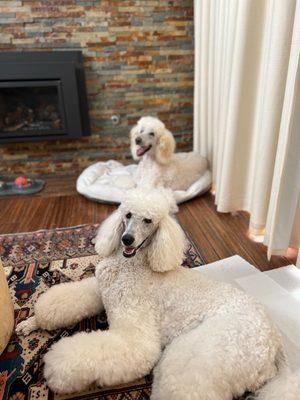 The hotel goes out of its way to ensure dogs are welcome with cushy beds, treats and dog friendly hiking trails in Pt Reyes