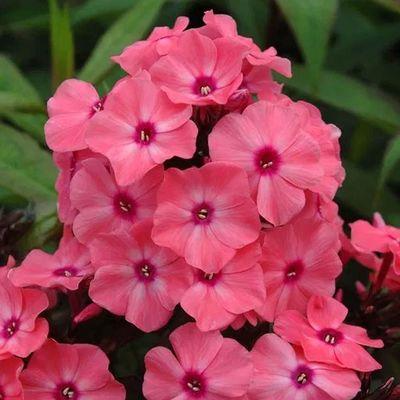 Tall Garden Phlox. Curbside pickup available, shop online at http://shop.sugarcreekgardens.com