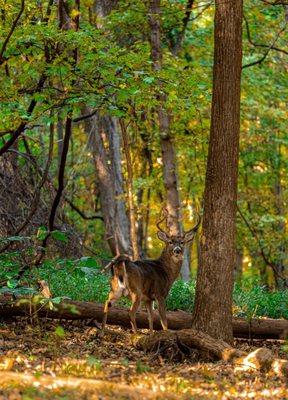 Big Buck  Camera: Eos R Lens: RF 70-200mm f4