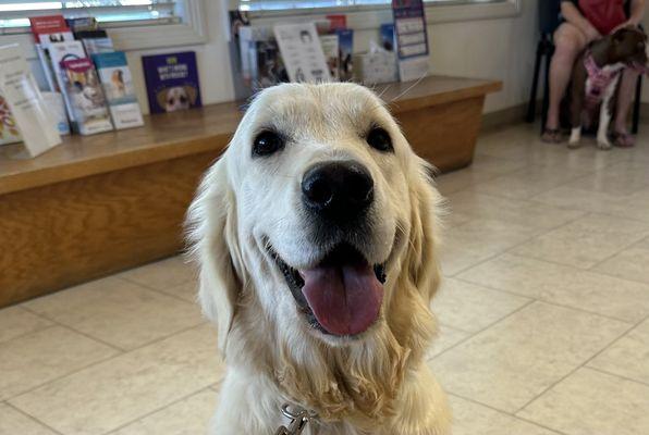 Adobe Veterinary Clinic