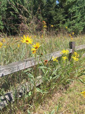 Beautiful prairie regrowth