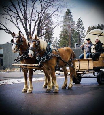 Horse Drawn Carriage Rides