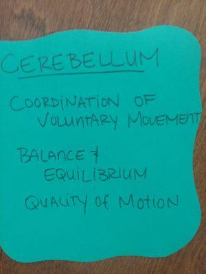 Cerebellum:  coord of voluntary movement, balance, equilibrium, quality of motion Diagram of parts of brain w usage function, more to come