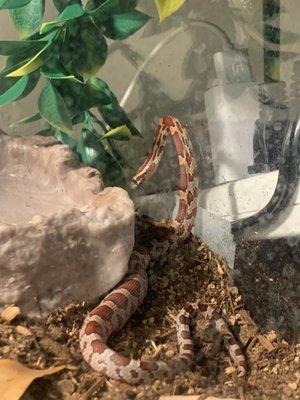 My corn snake after a nice meal.