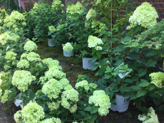 Limelight Hydrangea