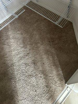 Cat urine and stained carpet