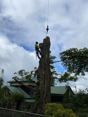 Climbing, finishing up a large maple.