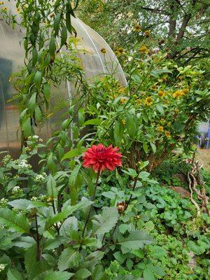 East Side Outside Community Garden