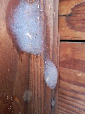 Termites flushed out in foam/chemical