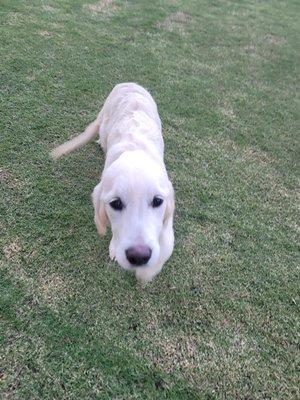 Lilly pup home after being treated at Rancho Niguel