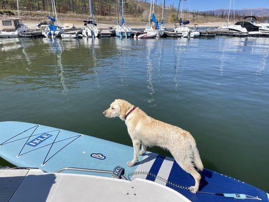 Our doggo loves Indian Peaks Marina