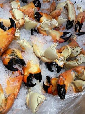 Stone Crabs!