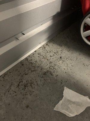 More mouse poop, but management says there isn't any and denied having any mouse traps.