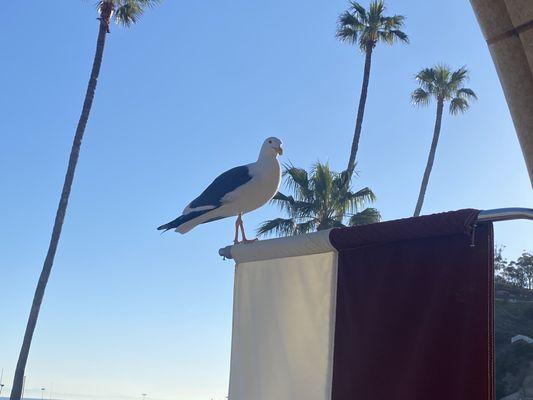 Our breakfast guest